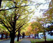 ginkgo